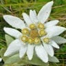 edelweissflower
